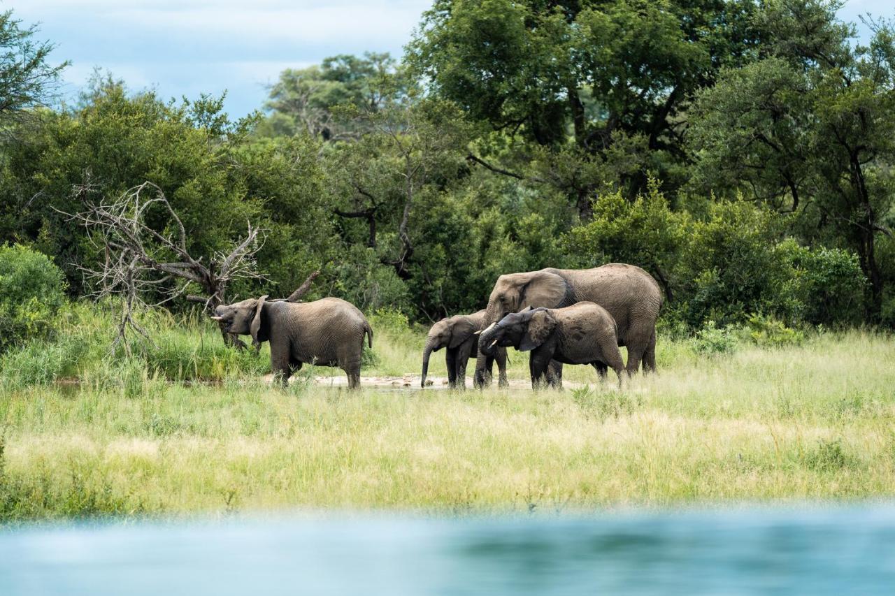 Shumbalala Game Lodge Thornybush Game Reserve Eksteriør billede